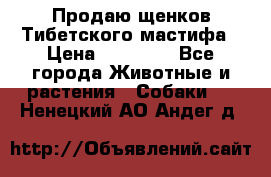 Продаю щенков Тибетского мастифа › Цена ­ 45 000 - Все города Животные и растения » Собаки   . Ненецкий АО,Андег д.